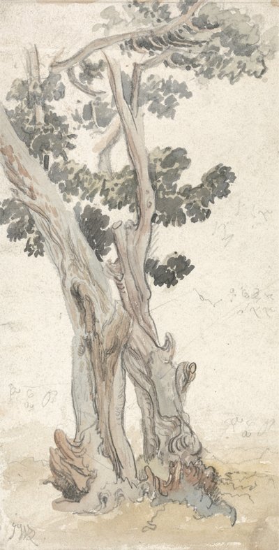 Studium stromu od James Ward